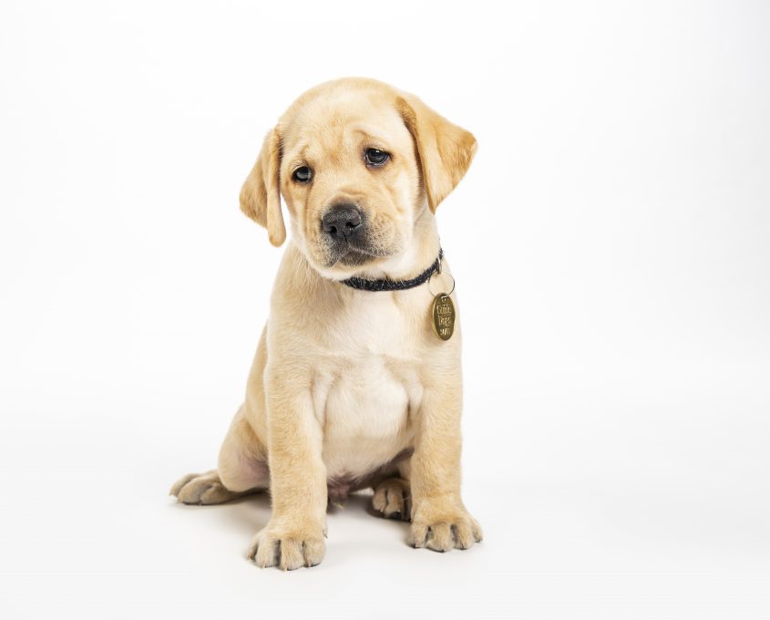 Yellow Labrador puppy sitting on a white background, looking forward with a slight tilt to its head.
