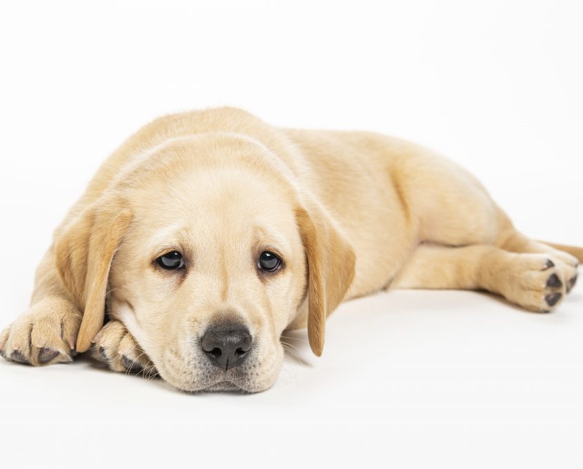 A relaxed Labrador puppy lays on a white background, gazing forward with a calm expression.