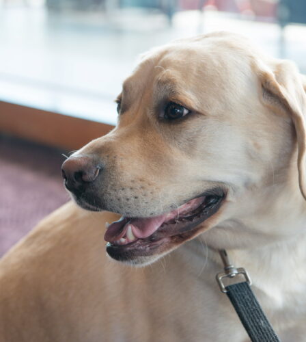 Celebrating the G and I Litter’s Graduation