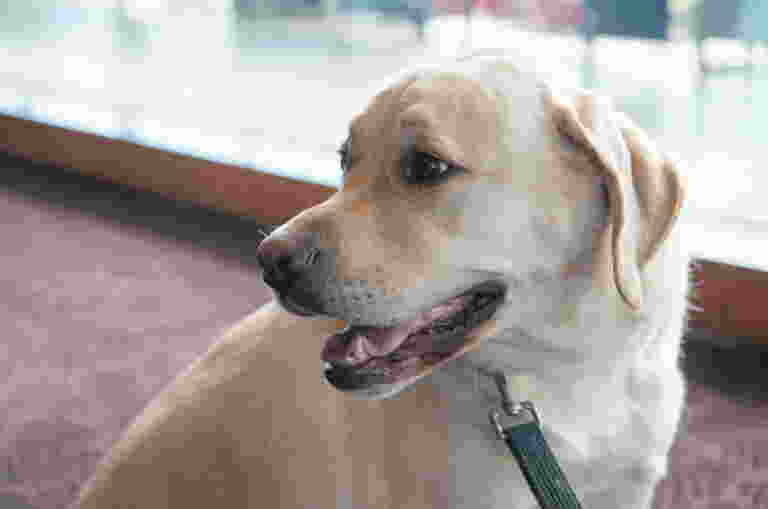 Facility Dog Gilbert, a yellow Labrador, looking off to the left of camera.