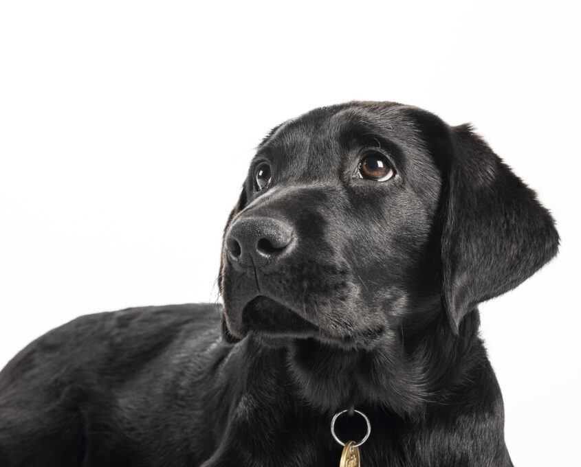 Black Labrador Retriever looking upward against a white background.