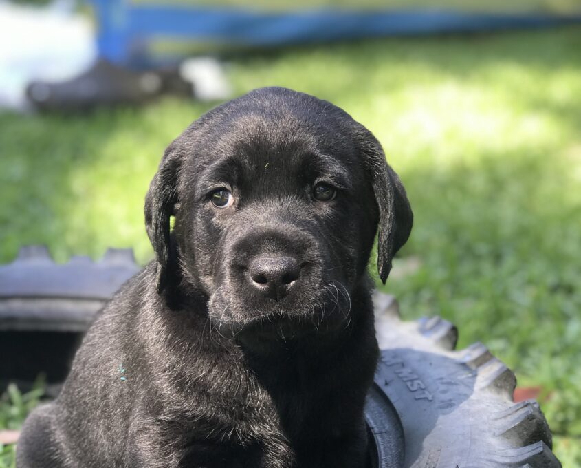 Hutch black puppy