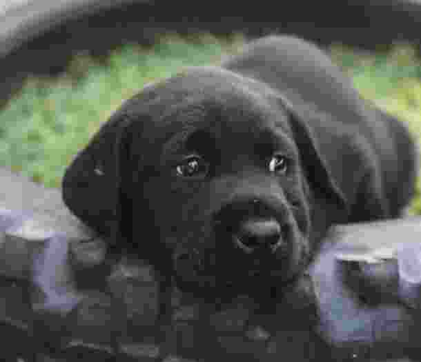 A black puppy Labrador lying down in the grass.