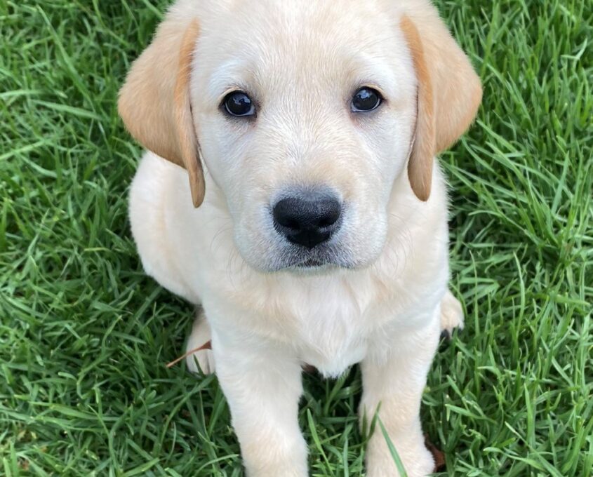 A yellow Labrador puppy sits on grass, looking up.