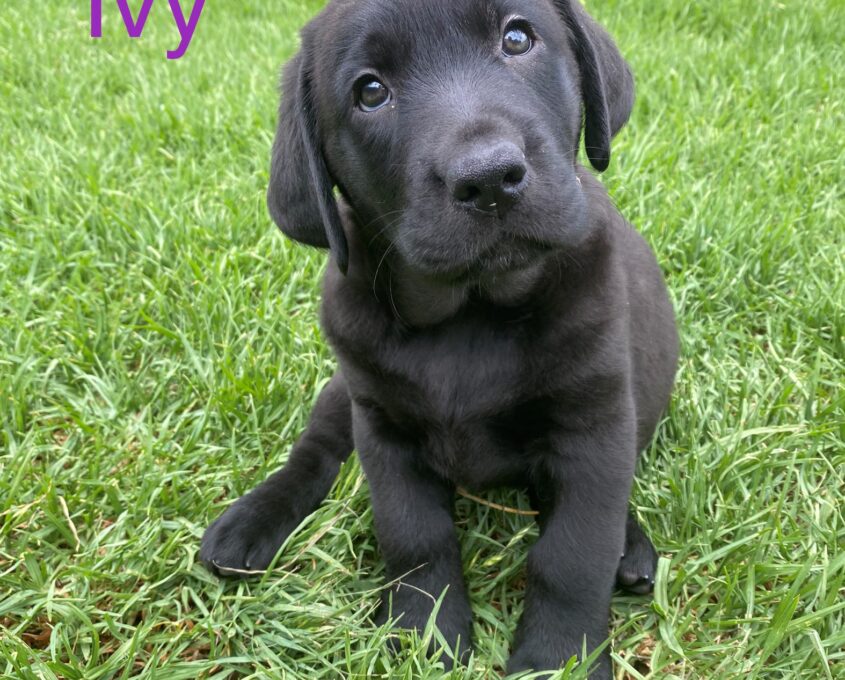 A black puppy named Ivy sits on green grass, looking up.