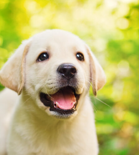 Paw Prints Autumn 2021