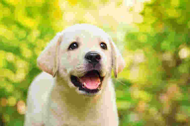 A happy Labrador Retriever puppy with a light yellow coat is outdoors, while the latest edition of the Paw Prints newsletter highlights wonderful outcomes for our clients. The background is blurred green foliage.