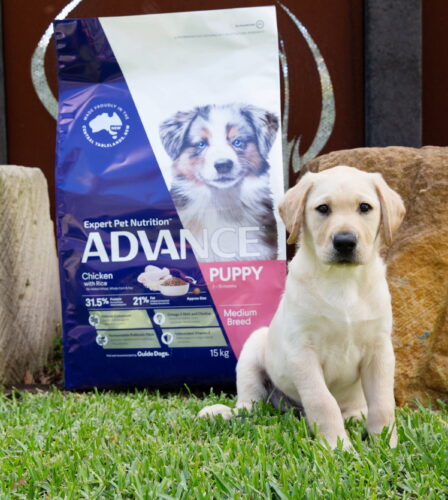 Diet and Nutrition for Healthy, Future Guide Dogs