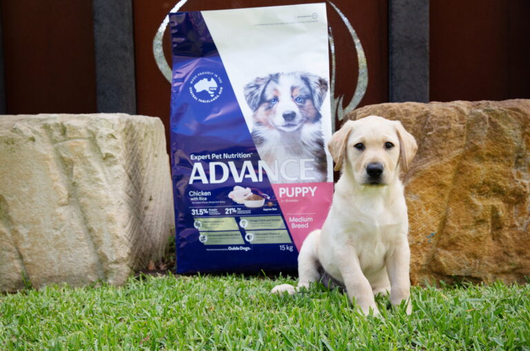 Diet and Nutrition for Healthy, Future Guide Dogs