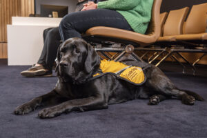A Black Labrador, Zero, wearing a yellow jacket laying on the floor in a courtroom at the feet of a person sitting in a chair.
