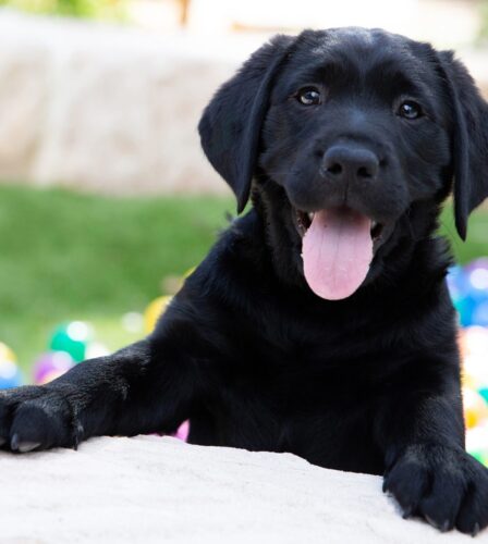 Paw Prints Spring 2021