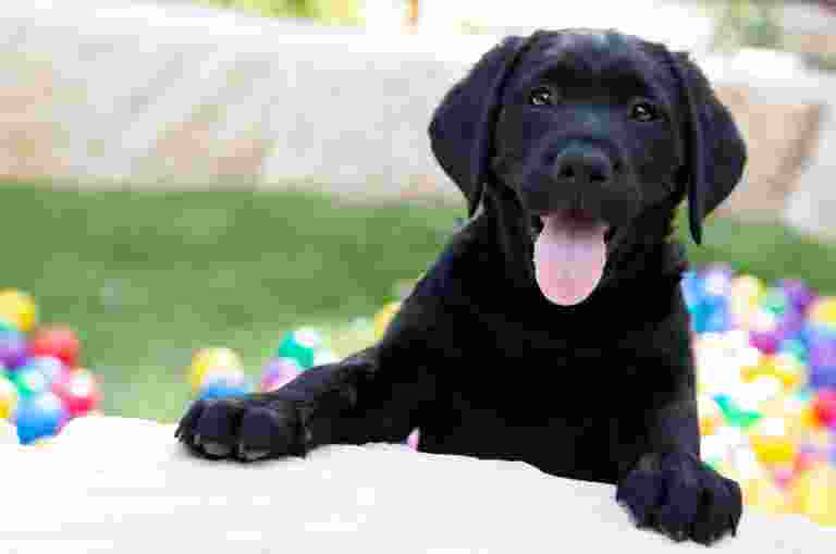 A young black Labrador puppy is looking at the camera with its tongue sticking out. Lawn and coloured balls are in the background.