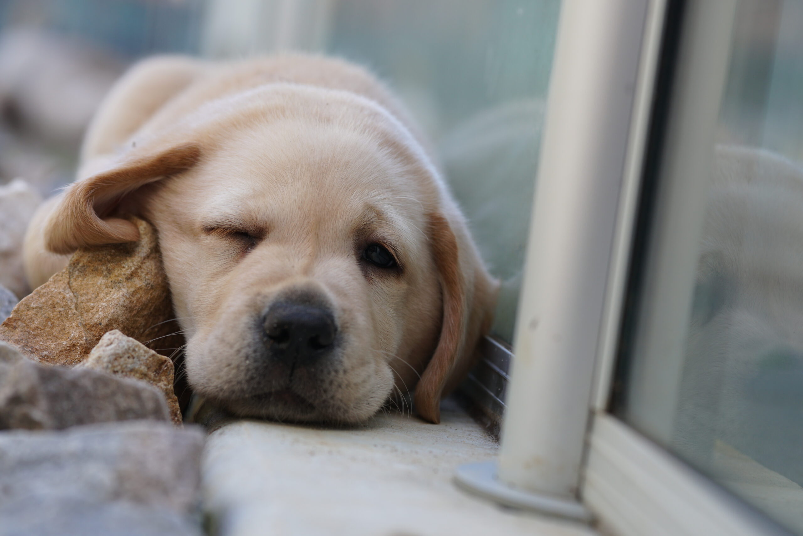 A puppy resting against a window, winking with one eye and lying on a rock.