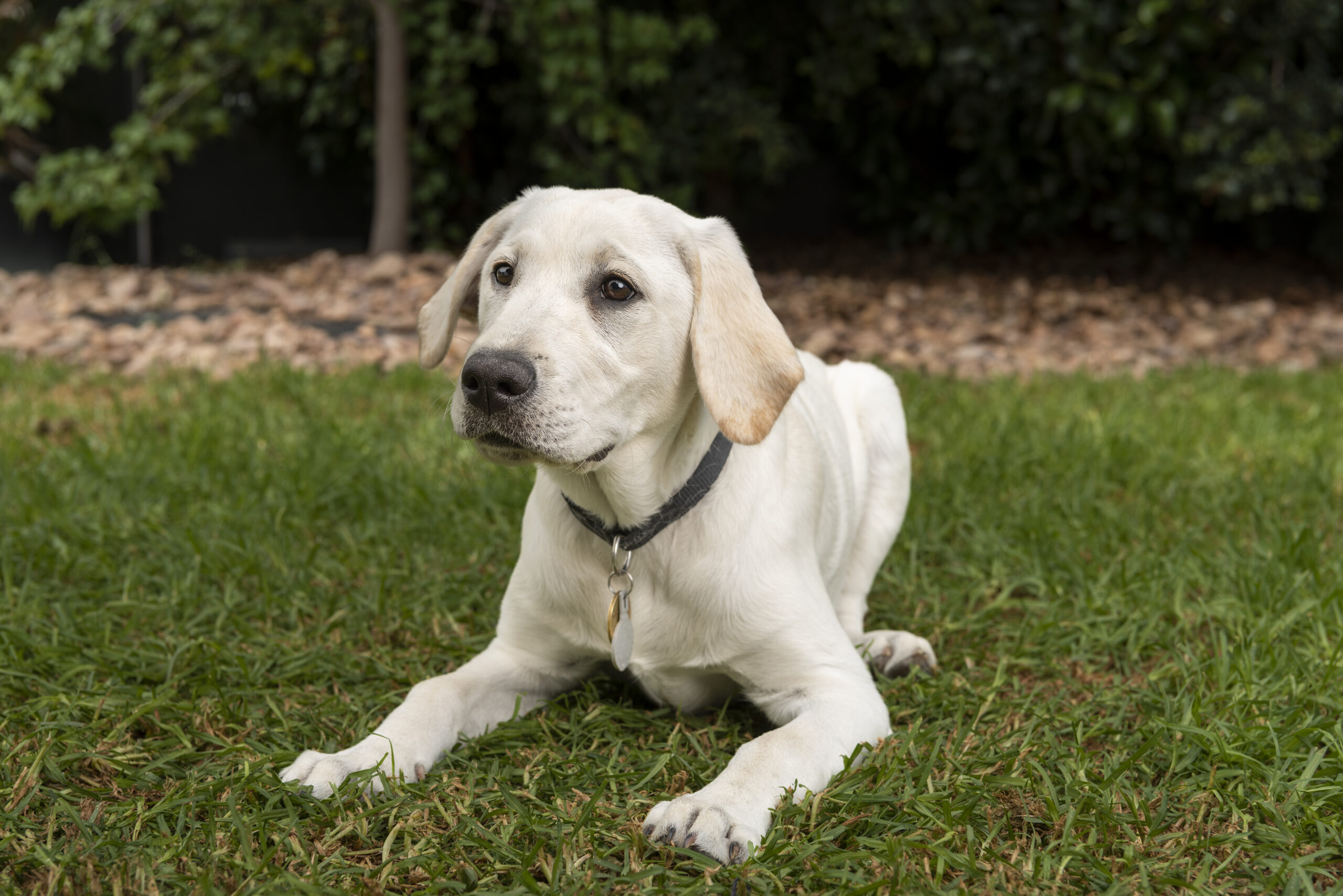 White Labrador retriever puppy lying on grass in a garden setting.