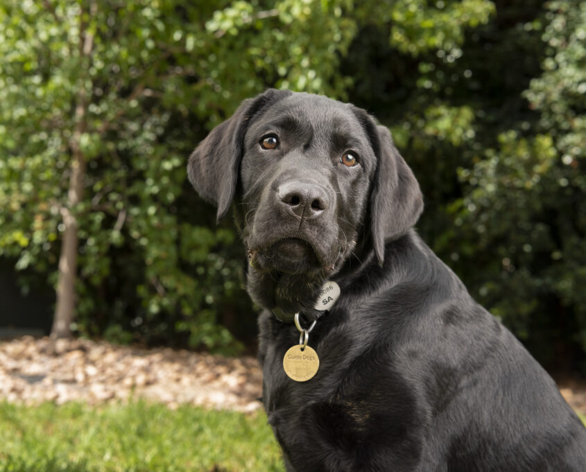 A black Labrador Retriever with a collar and tag sits on grass with trees in the background.
