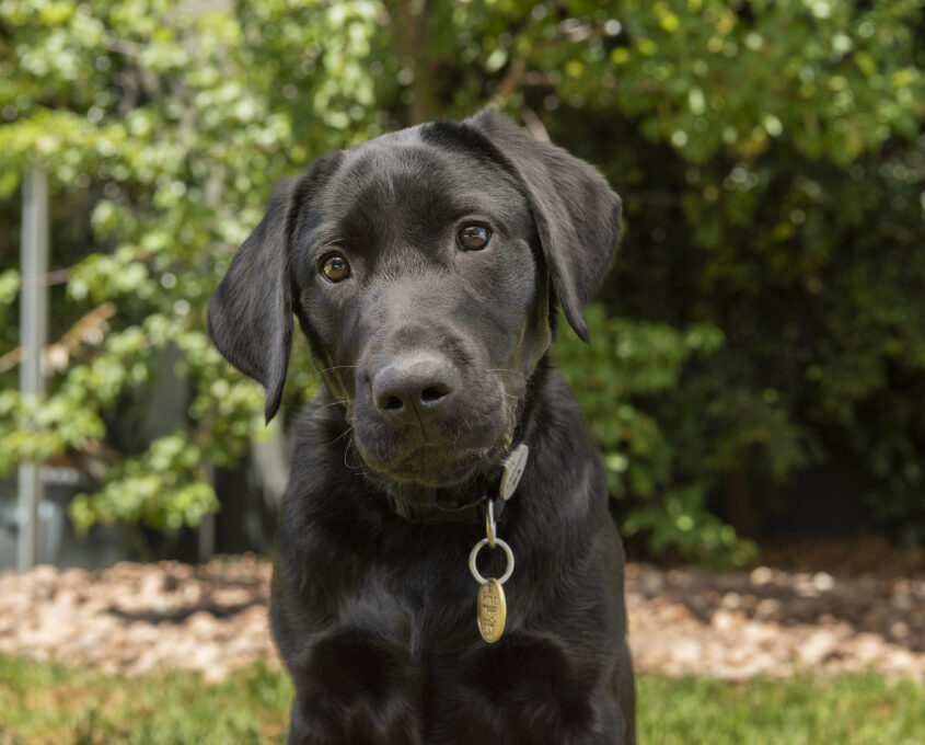A black Labrador retriever sits outdoors on green grass, looking directly at the camera. Lush foliage is in the background.
