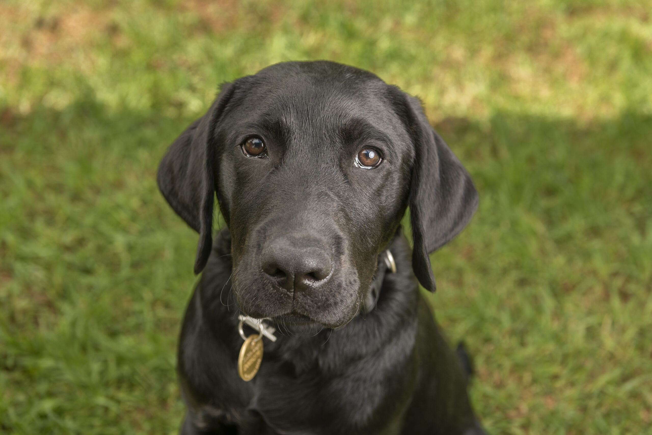 A black Labrador retriever sits on a grassy field, looking directly at the camera.