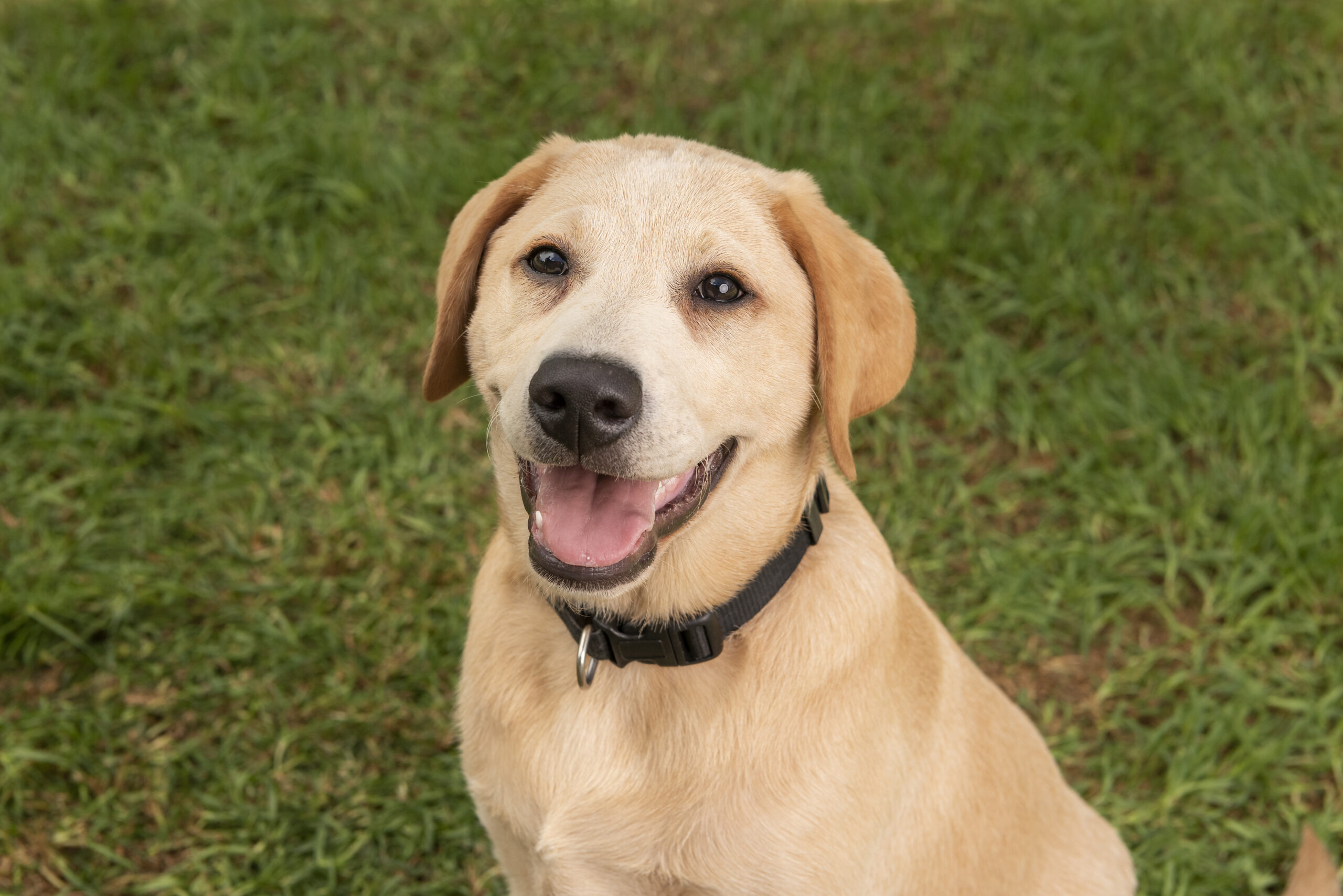 A smiling Labrador Retriever puppy sits on grass, wearing a black collar.