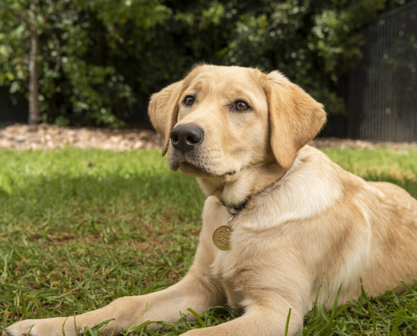 A golden Labrador retriever lies on green grass, looking alert. Trees and a metal fence are in the background.