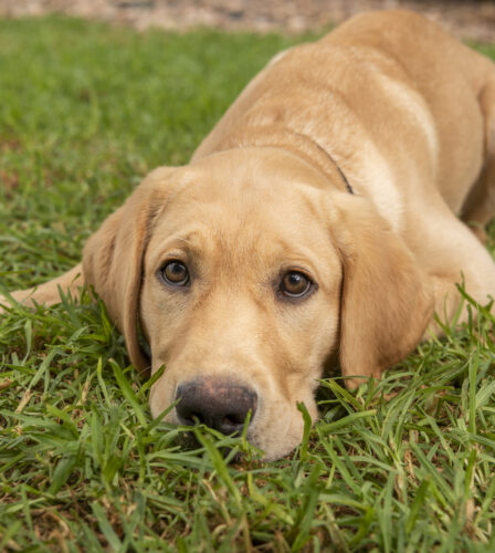 Paw Prints Autumn 2022