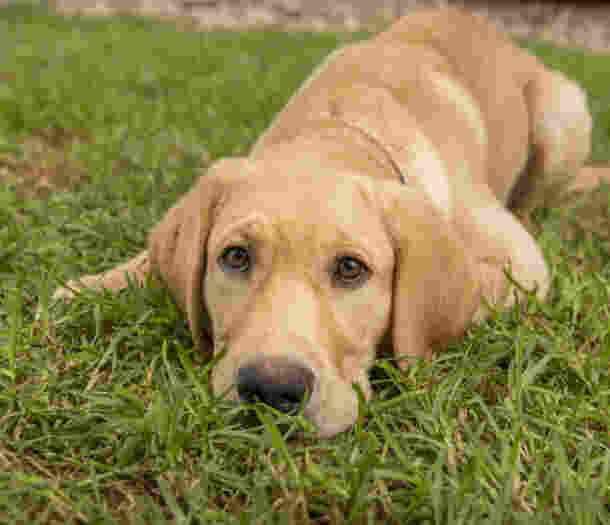 A dark golden labrador puppy lies on the grass looking up at the camera