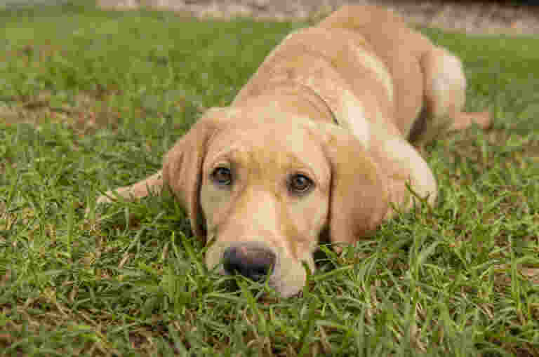 A dark golden labrador puppy lies on the grass looking up at the camera