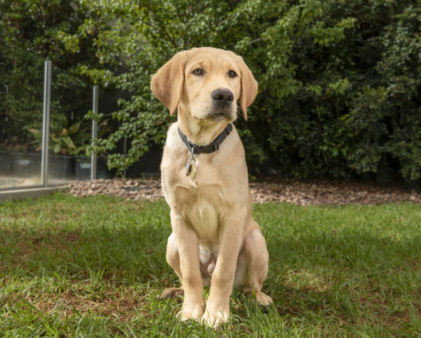 A young Labrador retriever with a collar sits on green grass, with trees and a fence in the background.