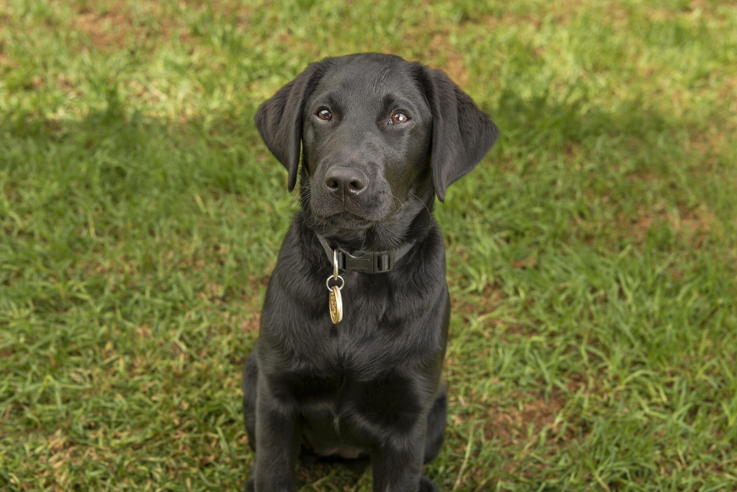 A black Labrador Retriever puppy with a collar sits on grass, looking up attentively.