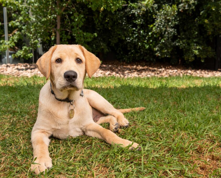 Yellow Labrador Retriever lying on grass with a background of trees and a fenced area.