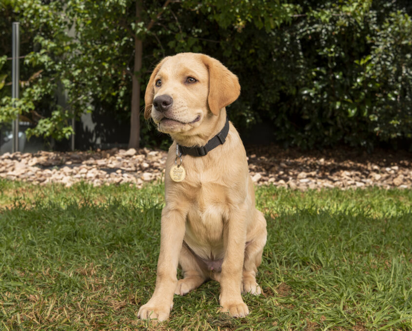 A golden Labrador puppy with a collar sits on grass in a garden setting.