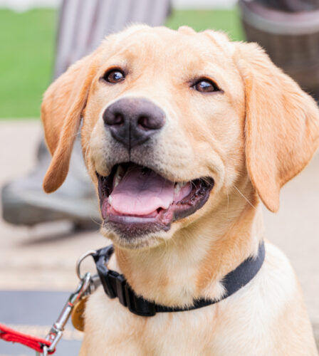 2022 Puppy Graduation!