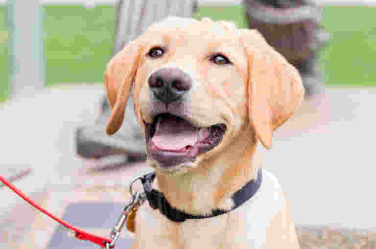 A happy golden labrador wearing a black collar and red leash sits with its mouth open and tongue out.