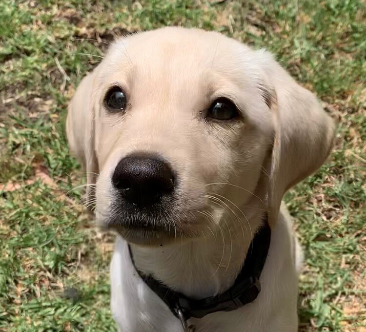 A close-up of a cream-colored Labrador puppy sitting on grass, looking upward.