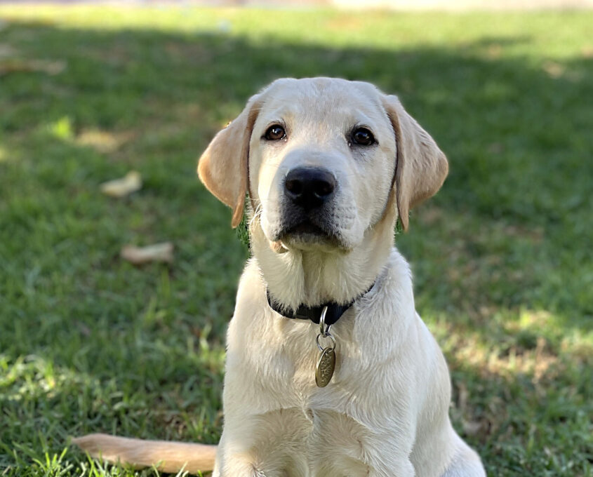 Young Labrador Retriever sitting on grass, wearing a collar with a tag, looking forward.