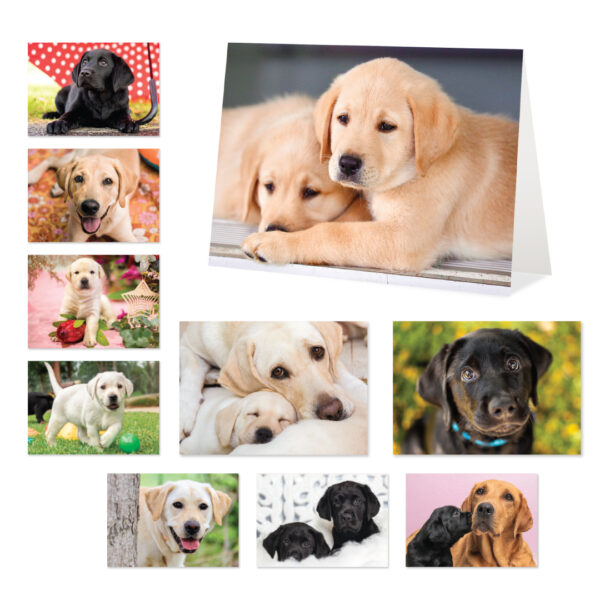 A set of blank greeting cards (10 pack) showcasing a collage of Labrador puppies in playful and resting poses, complete with group shots and individual portraits set against diverse backgrounds.