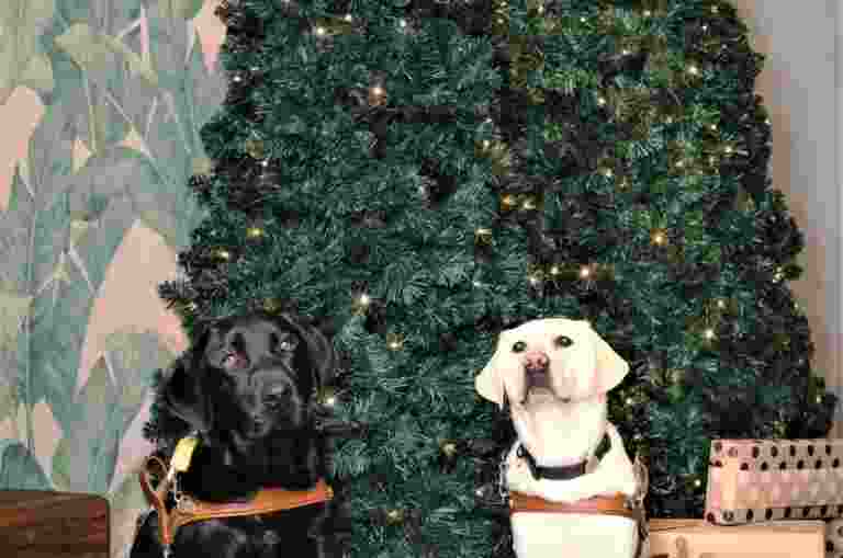 Two guide dogs in front of Christmas trees.
