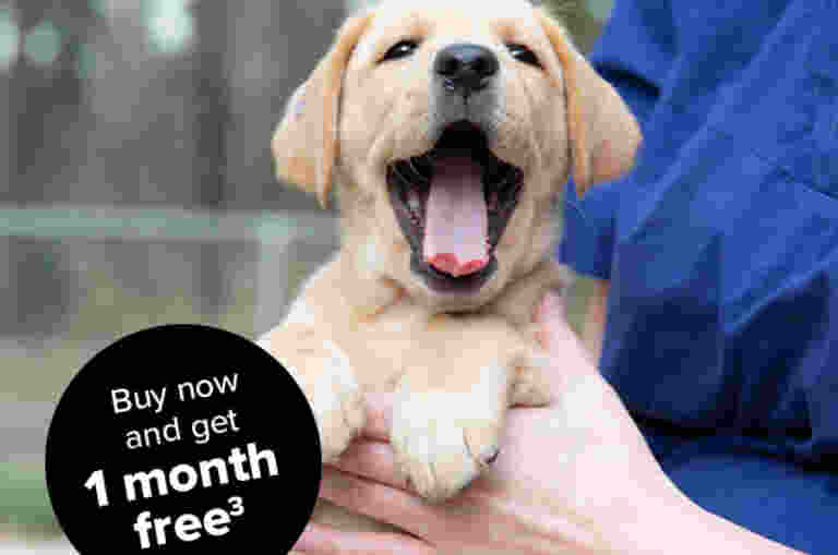 Yellow labrador puppy yawning while being held by a person.