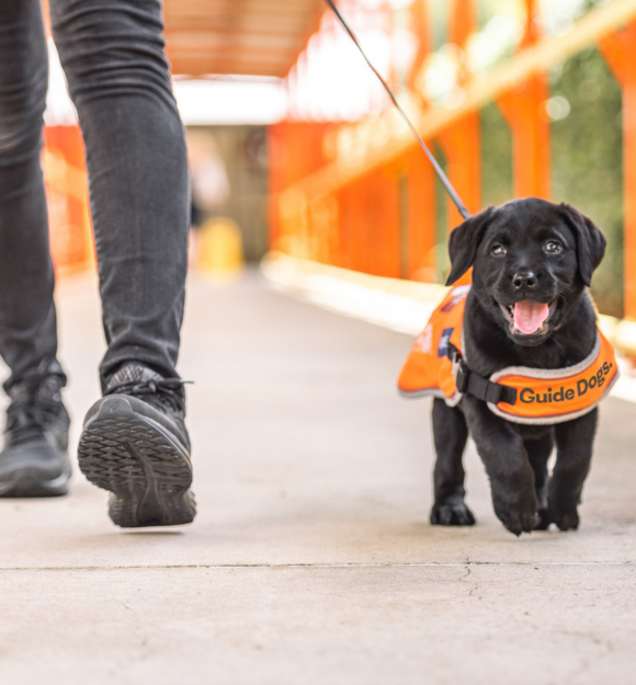 Collection dog is placed at Coles. Aaron Chia, Guide Dogs SA/NT and Esky, the black Labrador ambassador for Guide Dogs SA/NT are posing for a photo nearbu the collection dog.