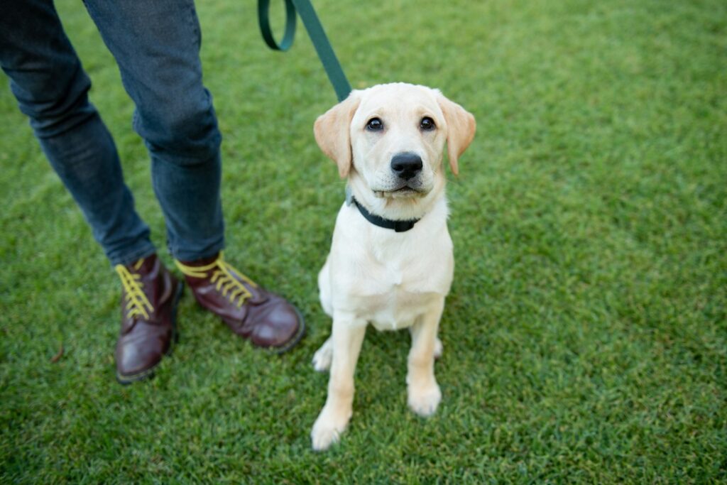 A photo of yellow Labrador Puppy-In-Training Jersey, sitting on grass.