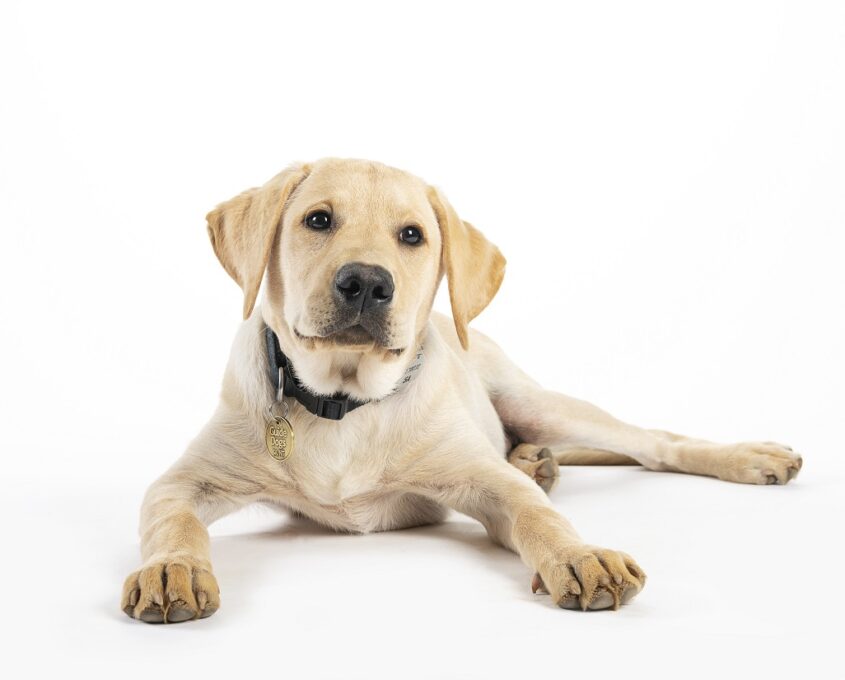 A photo of a yellow Labrador puppy on a white background.