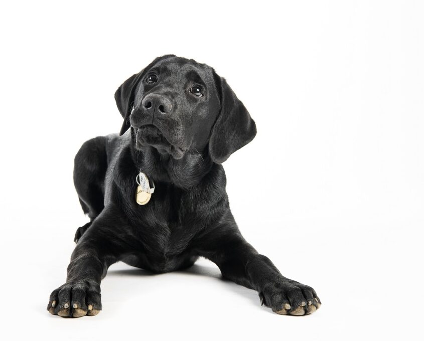 A photo of a black Labrador puppy on a white background.