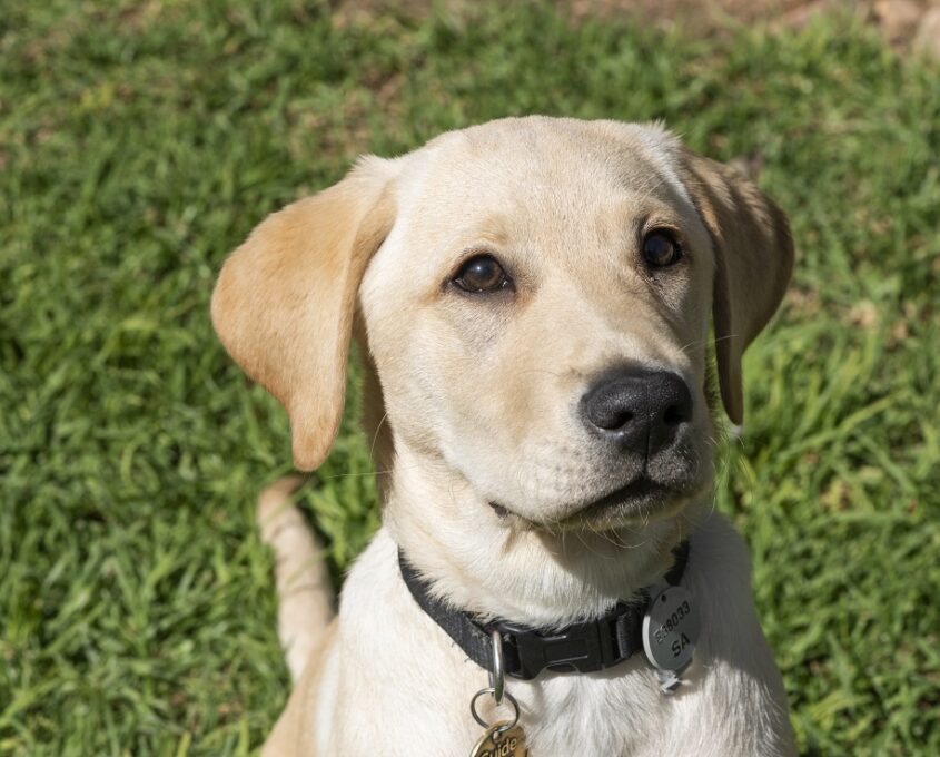 A photo of a yellow Labrador puppy sitting on grass.
