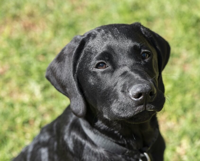 A photo of a black Labrador puppy sitting on grass.
