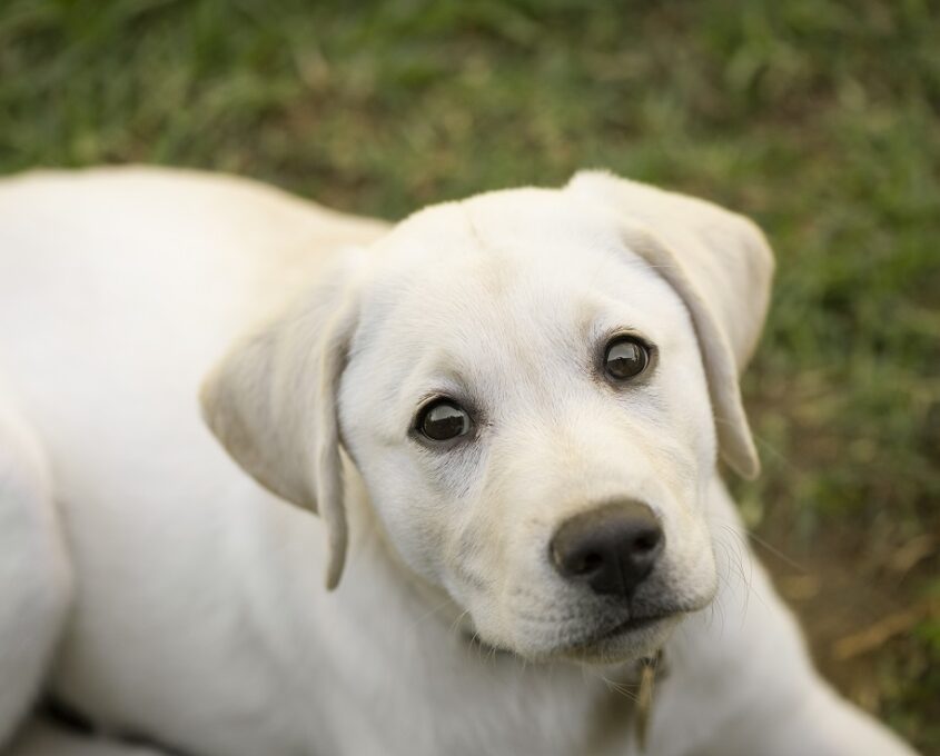 A photo of a yellow Labrador puppy sitting on grass.