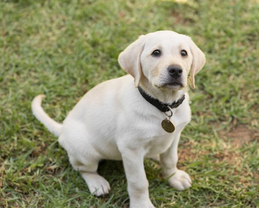 A photo of a yellow Labrador puppy sitting on grass.