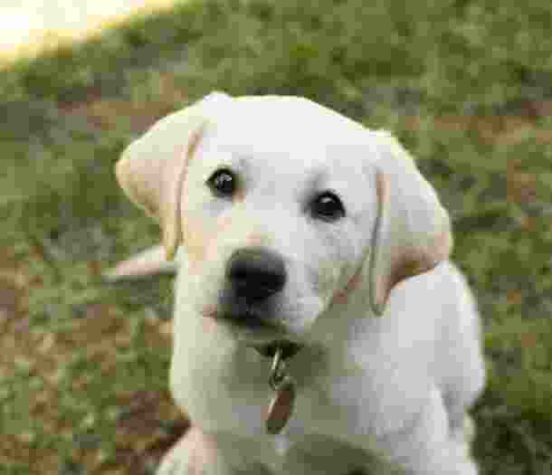 A photo of a yellow Labrador puppy sitting on grass.