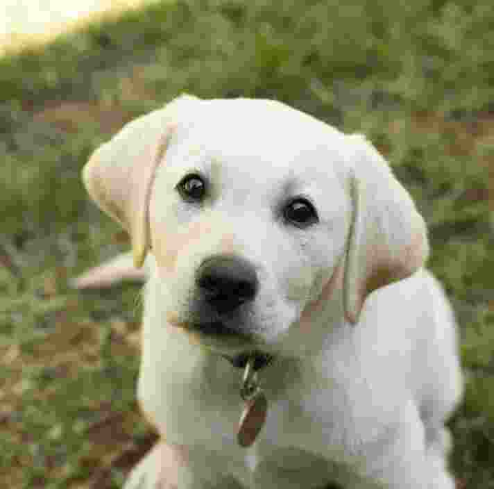 A photo of a yellow Labrador puppy sitting on grass.
