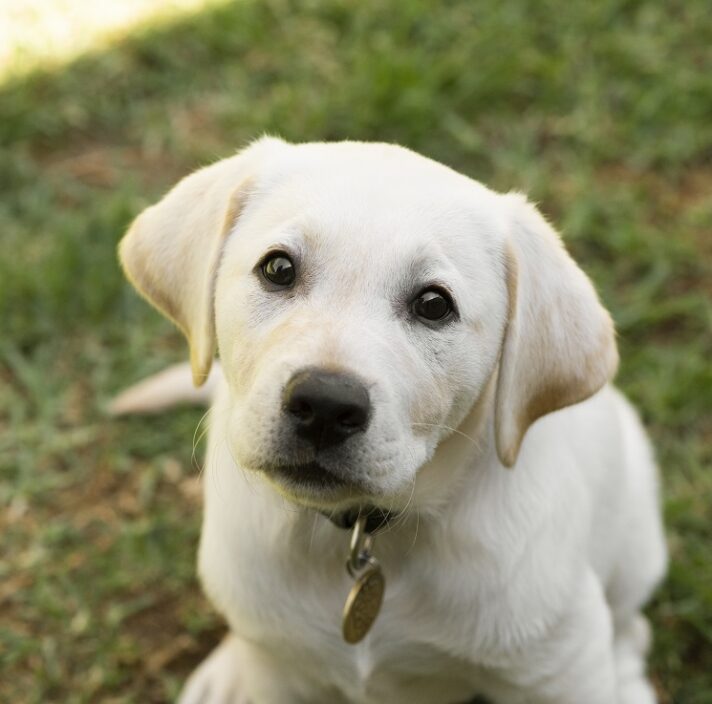 Puppy Pals - Guide Dogs SA/NT