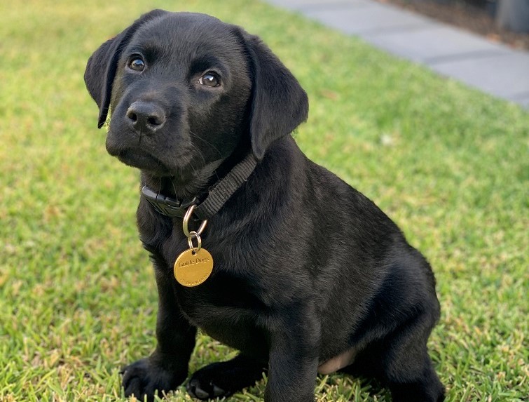 A photo of a black Labrador puppy sitting on grass.