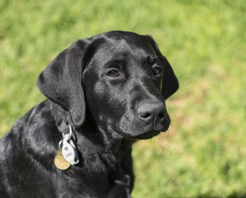 A photo of a black Labrador puppy sitting on grass.